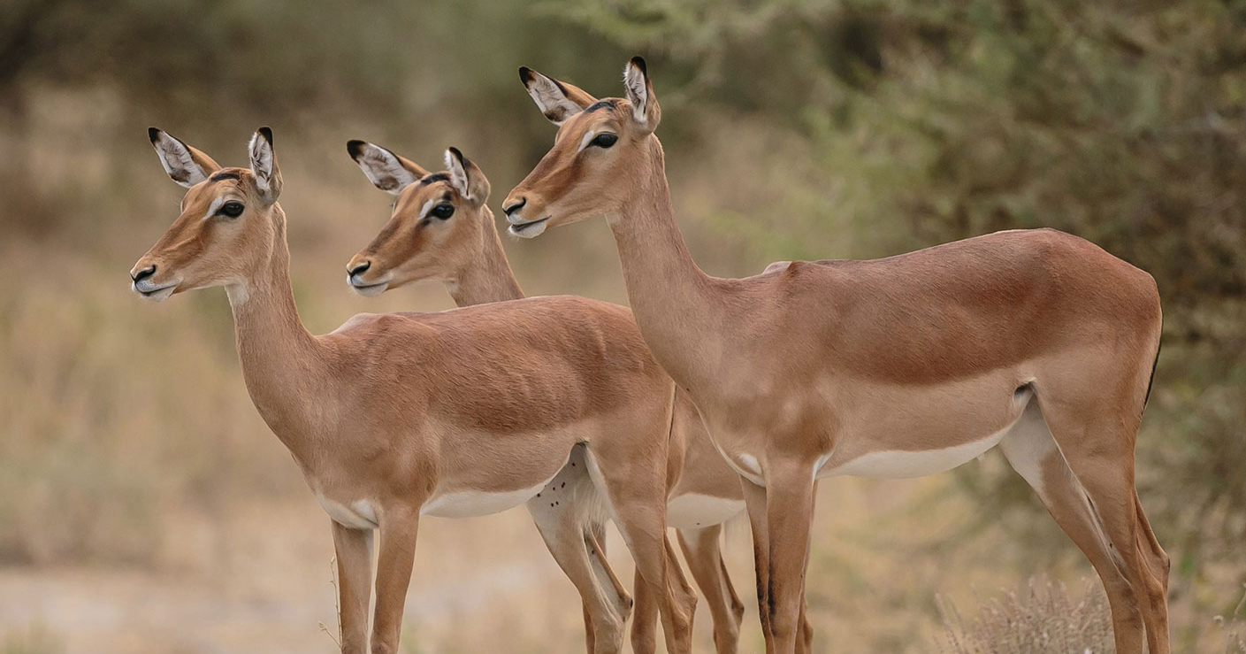 impala-hunt-special